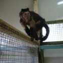 credit Wild Futures (capuchin monkey, emaciated and diabetic)